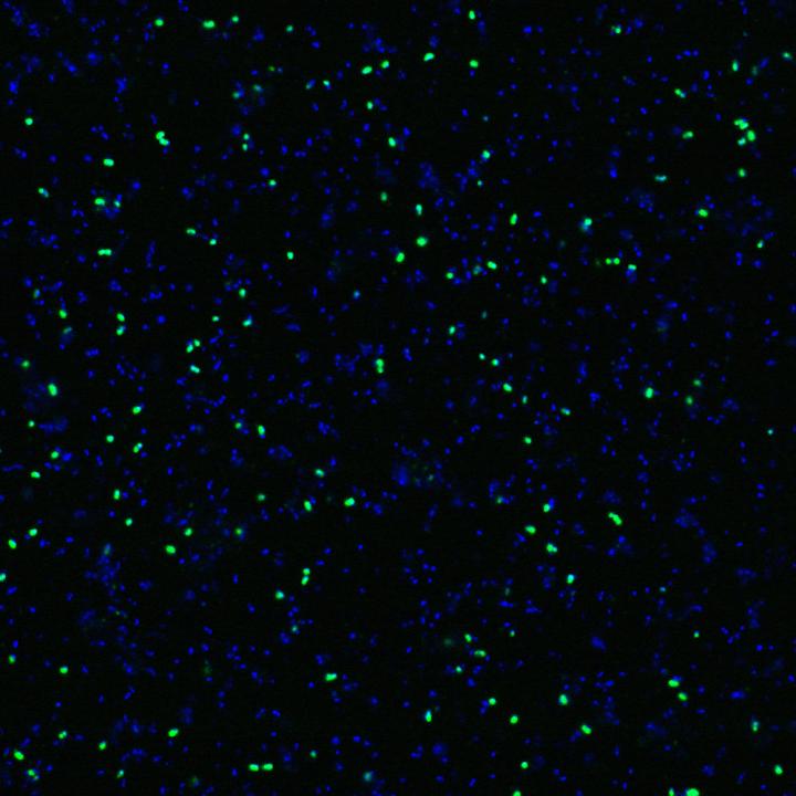 Single-Cell Images of Environmental Marine Ammonia Oxidizing Archaea