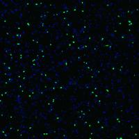 Single-Cell Images of Environmental Marine Ammonia Oxidizing Archaea