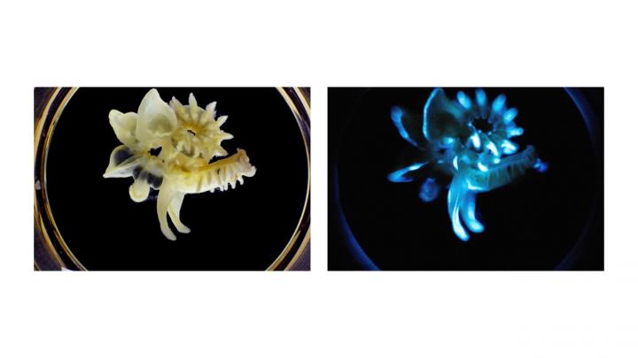 Parchment Tube Worm by Day and by Night