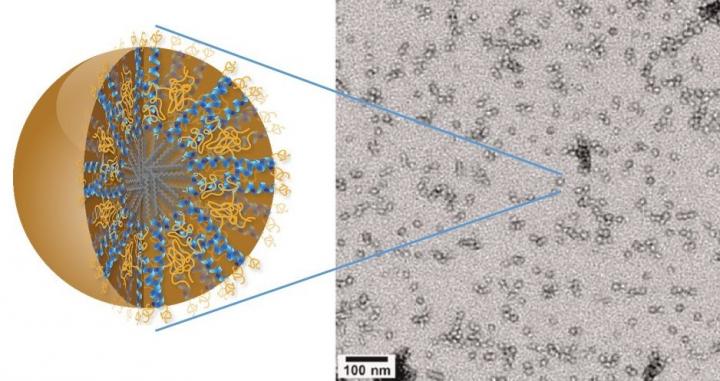 3HM Nanocarriers for Brain Cancer Drug Delivery
