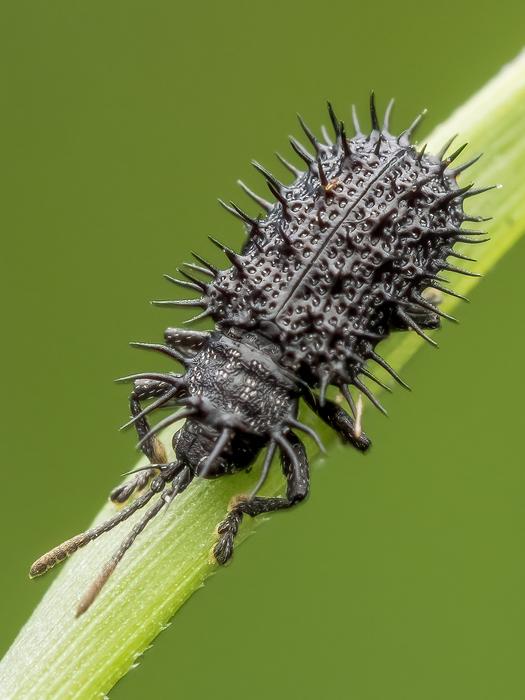 Black Spiny Leaf Beetle