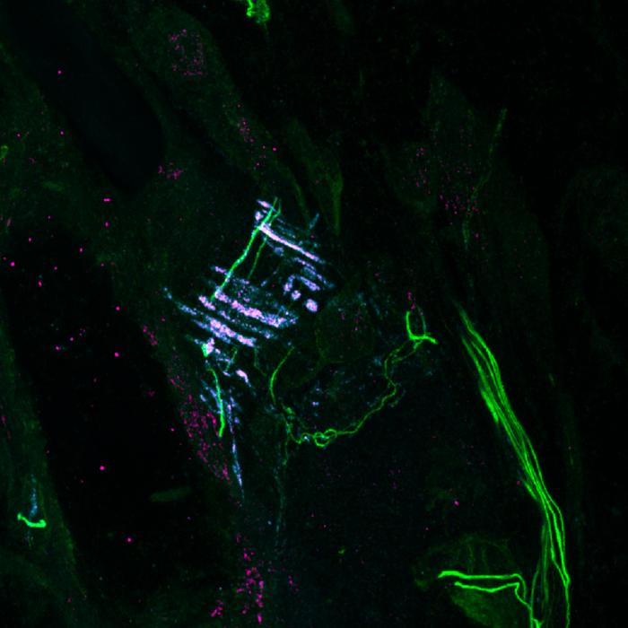 A new clue to how the body detects physical force