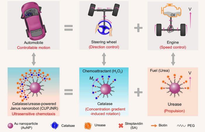 Schematic illustration of injectable nanorobot for precision cancer therapy