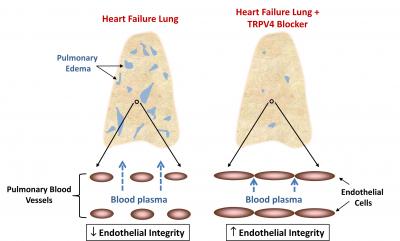 Mimicking Pulmonary Edema With a Lung-on-a-Chip (3 of 5)
