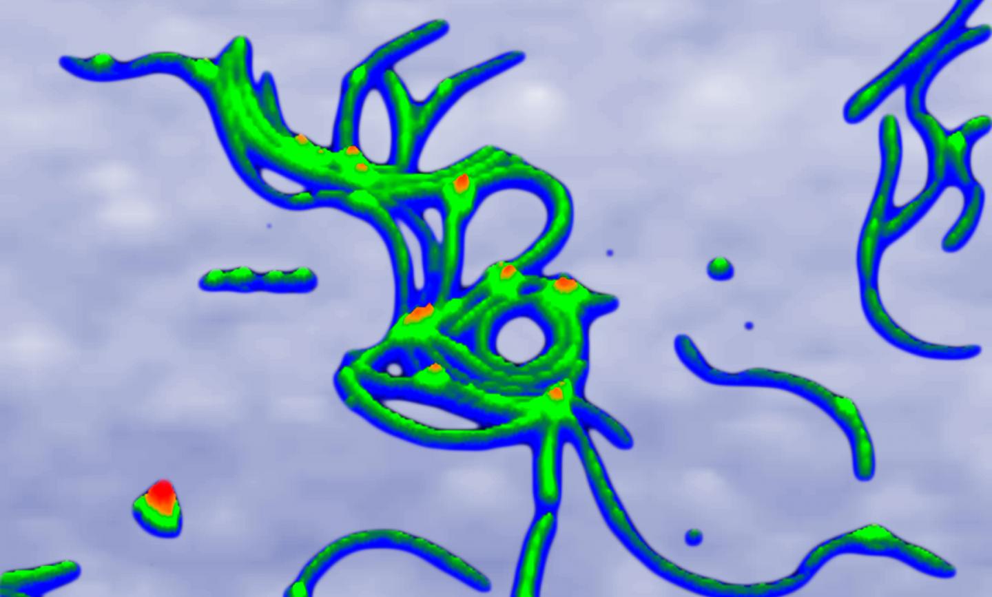 Protein Fibrils that Accumulate in Brain during Neurodegeneration in Diseases like Huntington's
