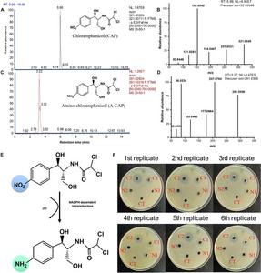 图5 鉴定硝基还原酶（NTR）介导的CAP生物转化机制