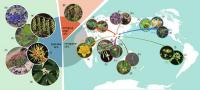 Geographical Origins