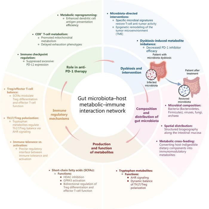 Gut microbiota–host metabolic–immune interaction network.