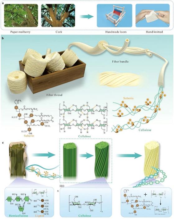 Spin-Free “Cork-Skin” Fibers Turn Mulberry Bark into Antibacterial, Recyclable Textiles