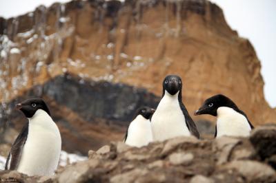 Ad&#233;lie Penguins