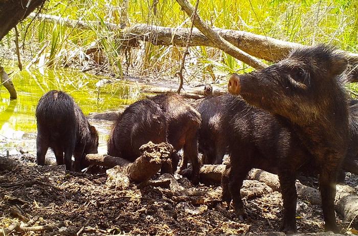White-lipped-peccaries (Tayassu pecari)
