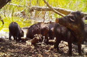 White-lipped-peccaries (Tayassu pecari)