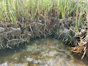Marsh grass exposed roots