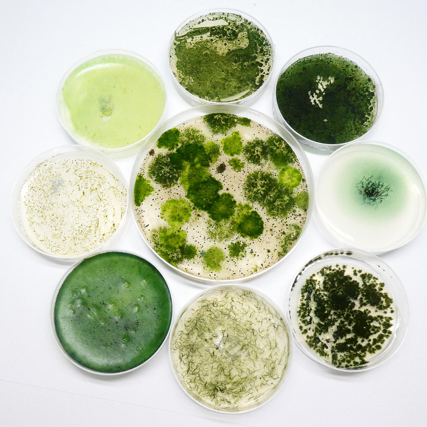 Cyanobacteria