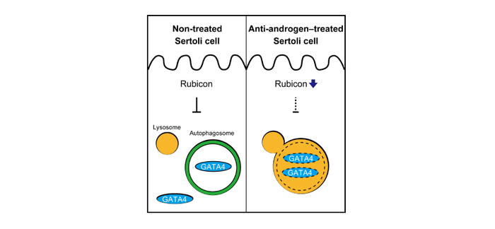 Figure 3. Regulation mechanism of GATA4 in Sertoli cells.