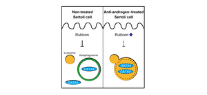 Figure 3. Regulation mechanism of GATA4 in Sertoli cells.