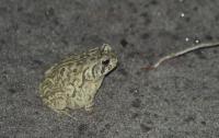 Fowler's Toads