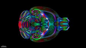 Duke Mouse Brain Atlas Will Accelerate Studies of Neurological Disorders