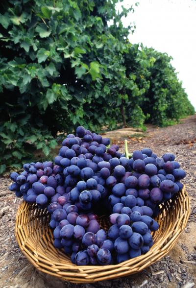 Hear! Hear! Texas Wines Fight Cancer Growth