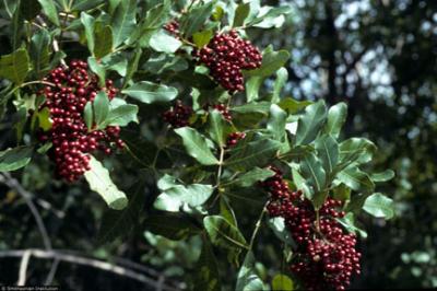 Peppertree