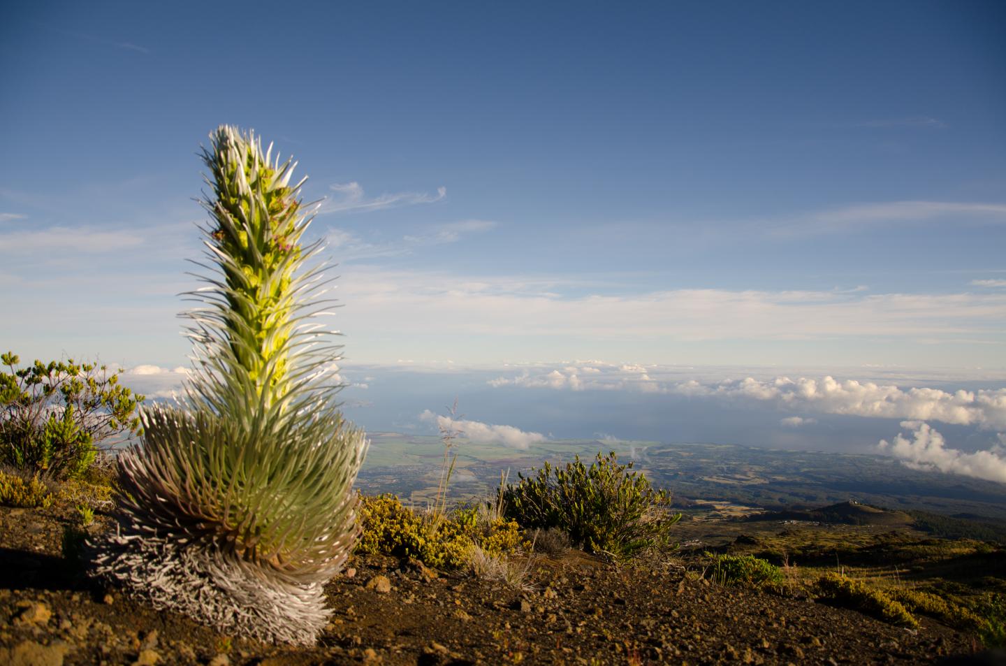 Silversword