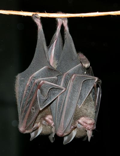 <i>Carollia sowelli</i>