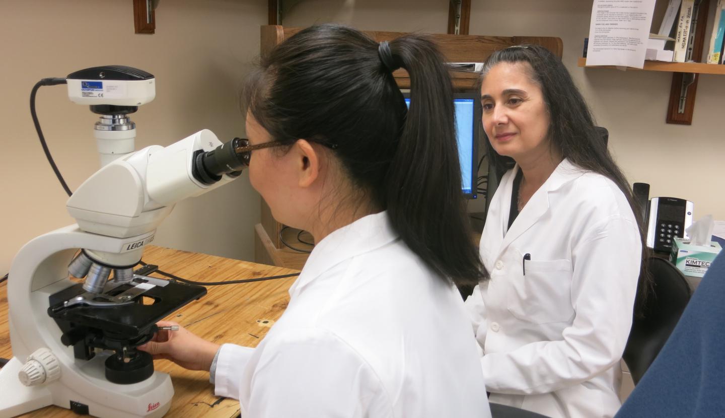 Blood Vessel Discovery a Major Step Toward Growing Kidneys (2 of 3)