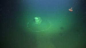 Footage of Discarded Barrels off the Coast of Los Angeles