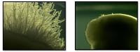 <i>S. cerevisiae</i>, With and Without Filaments