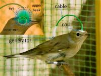 Garden Warbler