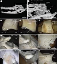 Figure 1: Micro-Computed Tomographic Reconstructions