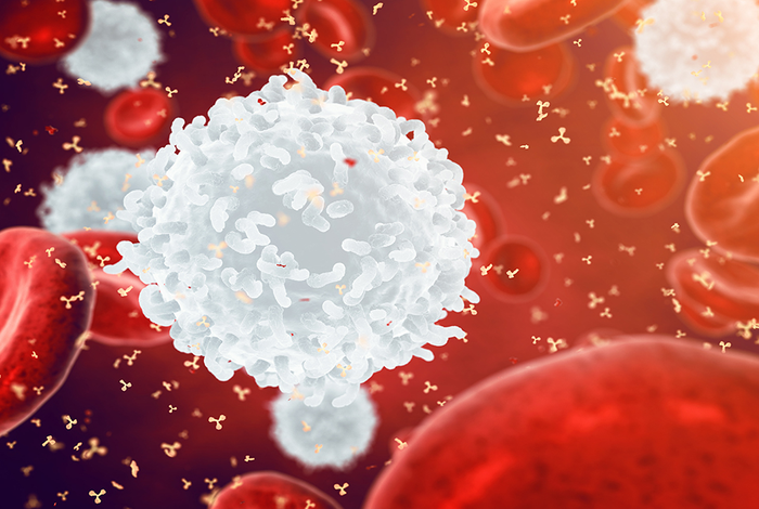 Antibody-Producing B Cells May be "Predestined" for their Fates