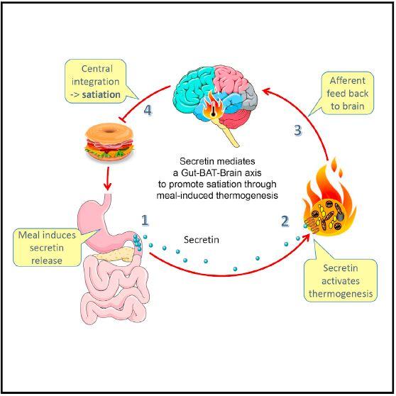 Secretin & Satiation