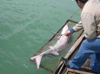 Beluga Sturgeon