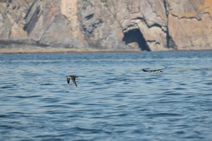 Manx shearwater flying over the sea