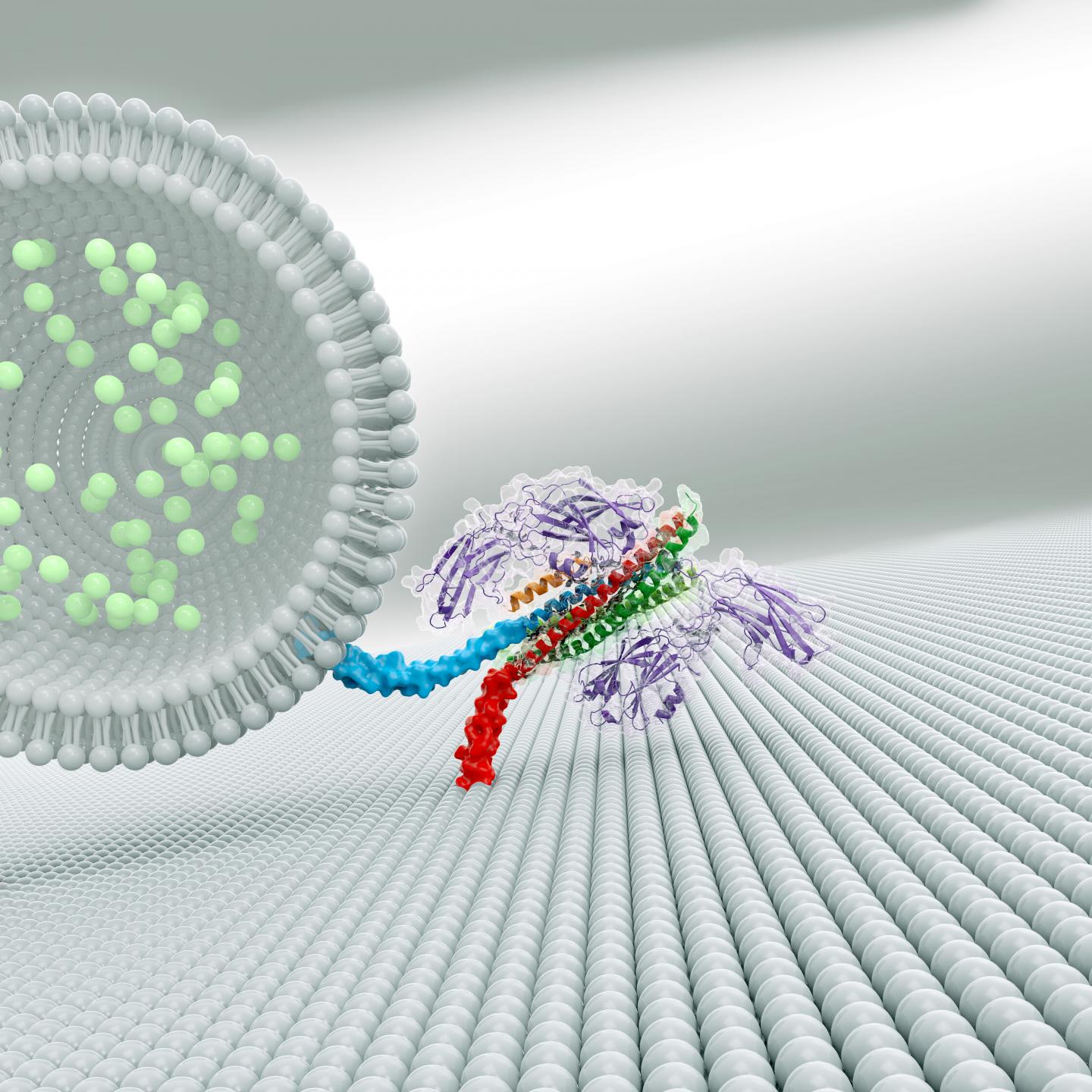 Three-Protein Complex