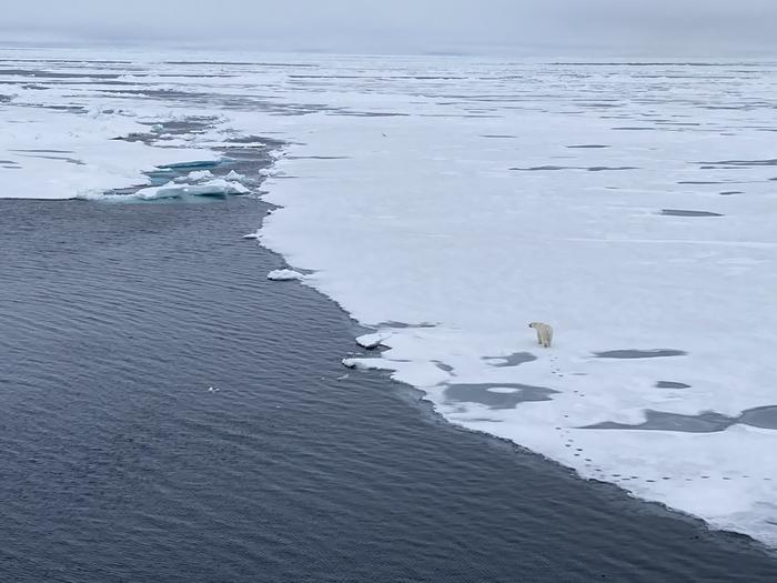 Life on the Arctic Ocean sea ice