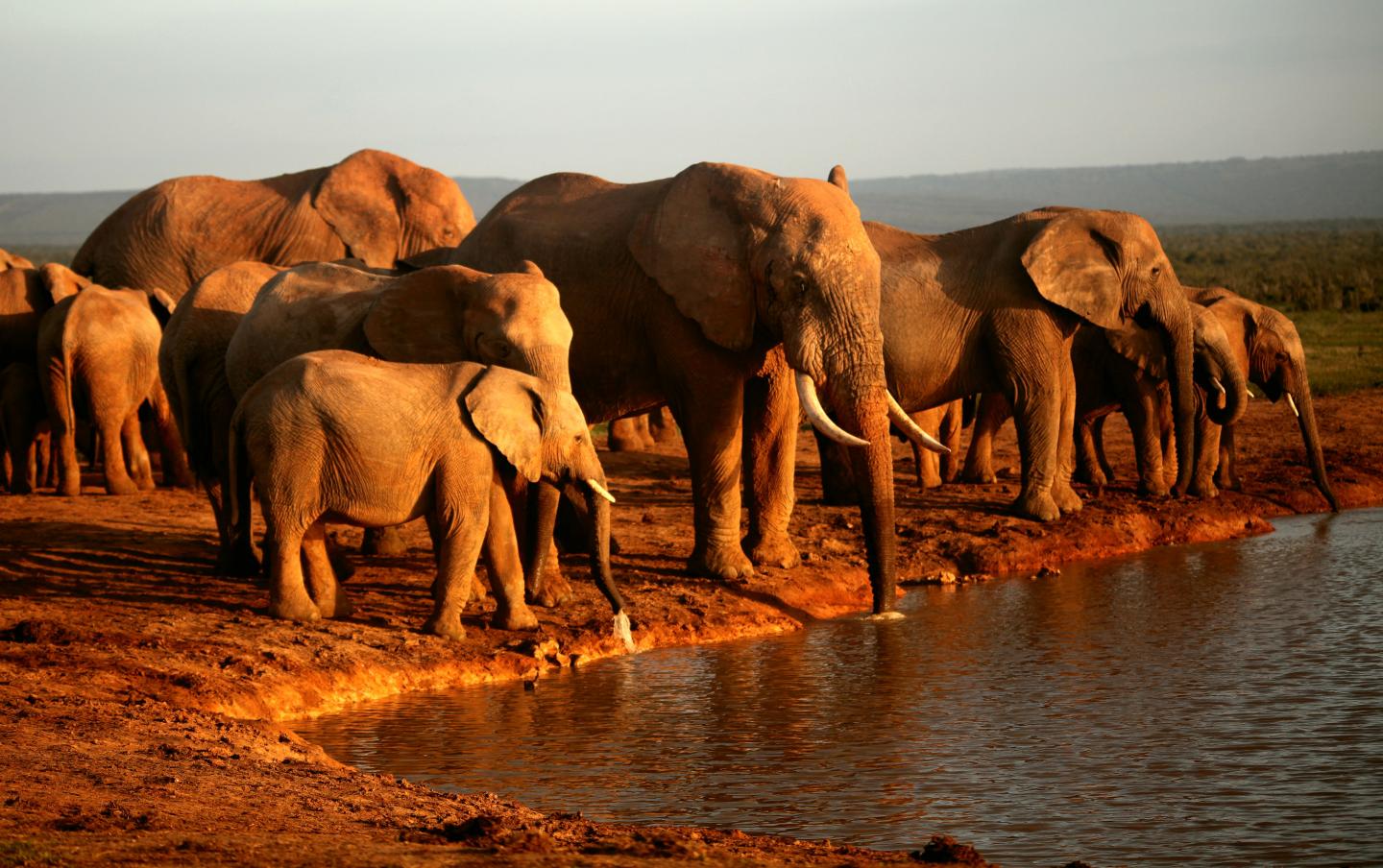 Herd of Elephants