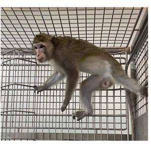 Macaque used for spleen transformation