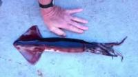 Humboldt Squid Adapt