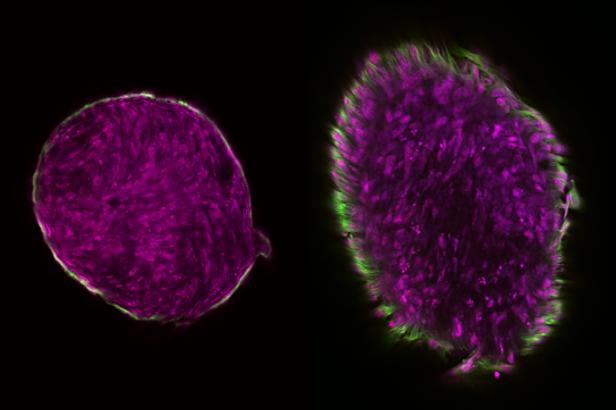 <i>Journal of Biomedical Materials Research (Part B)</i> Cover Image