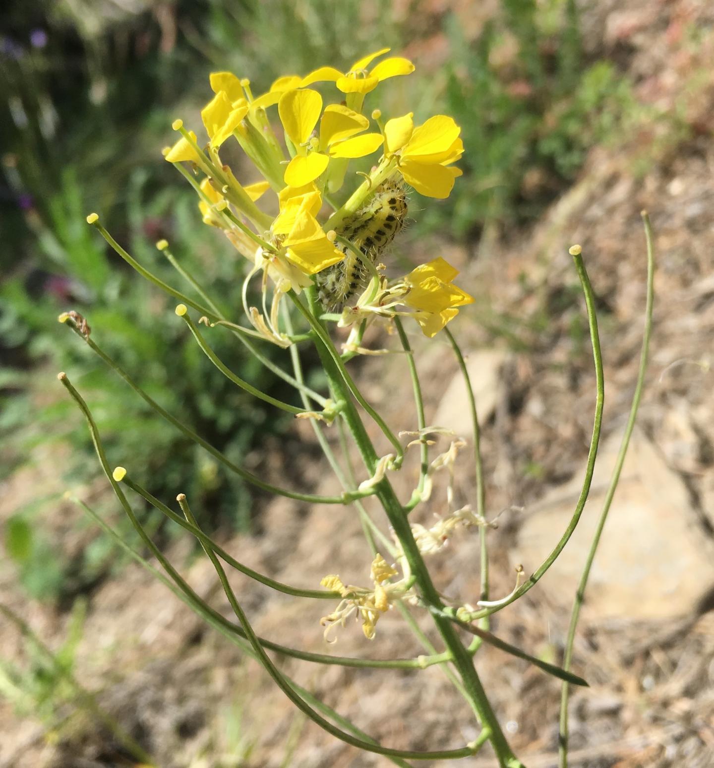 Rhaetian Wallflower (<em>Erysimum rhaeticum</em>)