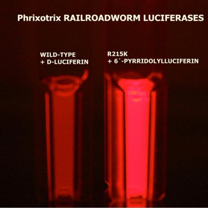 Luciferin-luciferase system