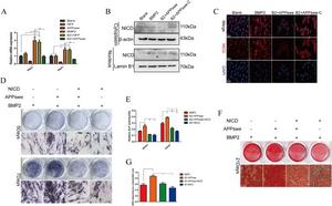 APPswe affects the osteogenic differentiation and proliferation of MSCs by regulating the Notch signaling.