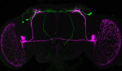 PTTH Neurons