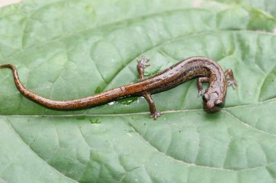 <I>Pseudoeurycea rex</I>