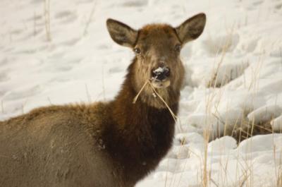 Browsing Elk