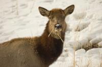 Browsing Elk