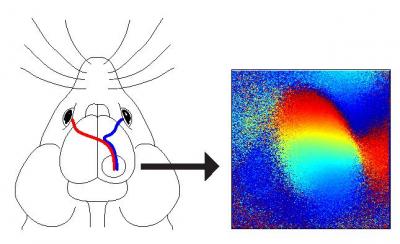 Eyes Connect within Mouse Brain