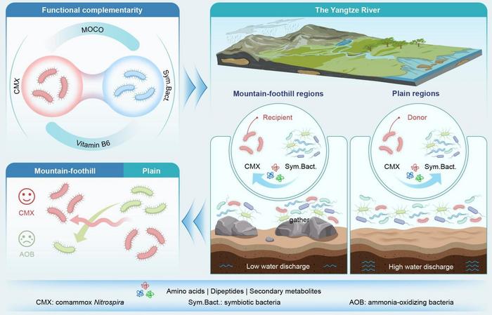 Graphical Abstract